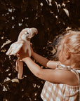 Pierre – The talking parrot