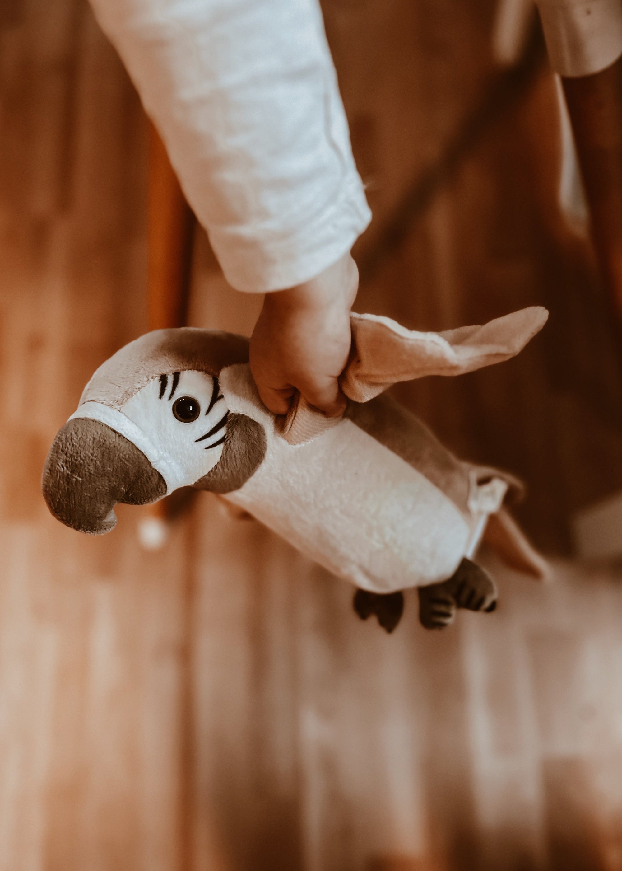 Pierre – The talking parrot